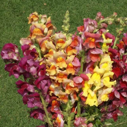 Tetra Mix Snapdragon seeds