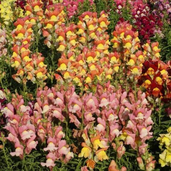 Tetra Mix Snapdragon seeds