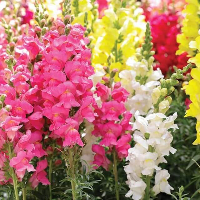 Tetra Mix Snapdragon seeds