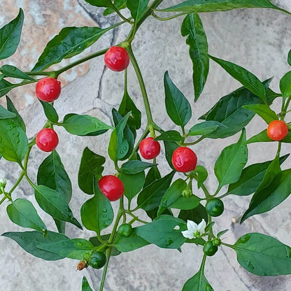 Texas Chiltepin Pepper Seeds 