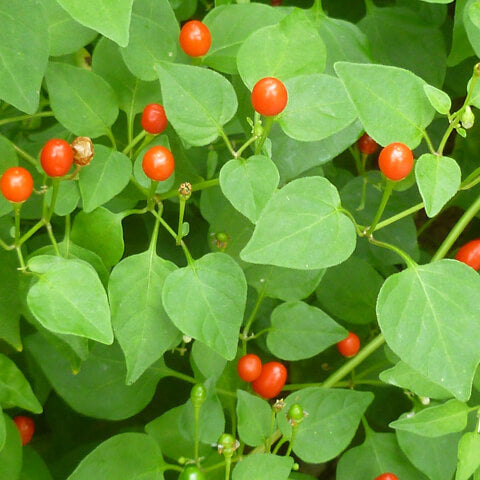 Texas Chiltepin Pepper Seeds 