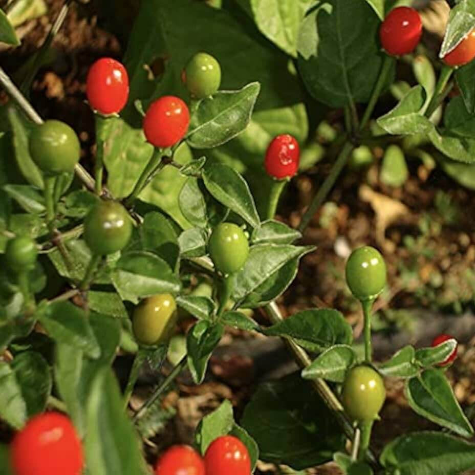 Texas Chiltepin Pepper Seeds 