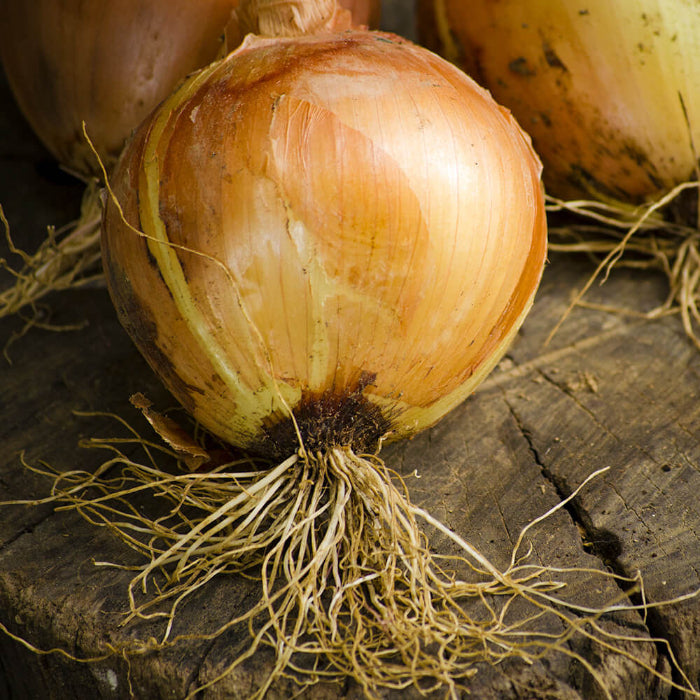 Texas Early Grano onion seeds - Vegetable Plant