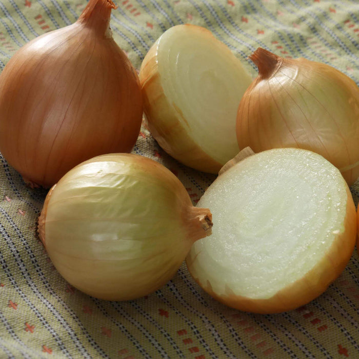 Texas Early Grano onion seeds - Vegetable Plant