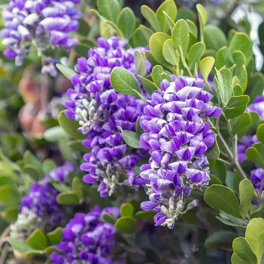 Texas Mountain Laurel Seeds for Planting