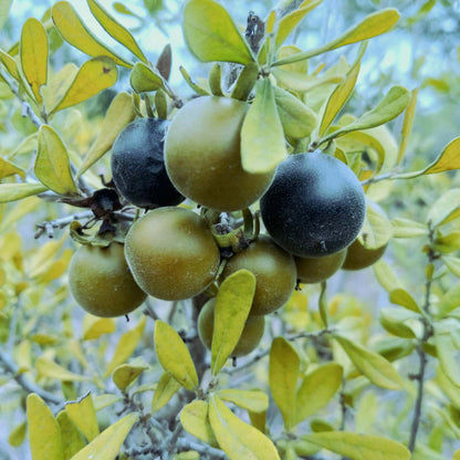 Texas Persimmon Seeds 