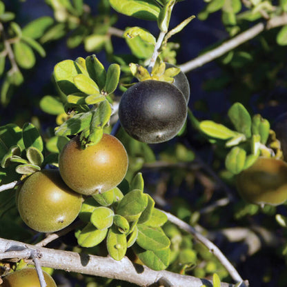 Texas Persimmon Seeds 
