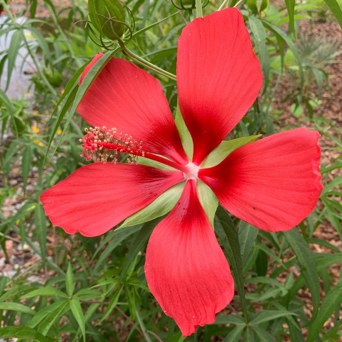 Texas Star Hibiscus Seeds