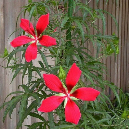 Texas Star Hibiscus Seeds