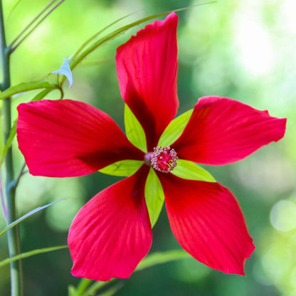 Texas Star Hibiscus Seeds