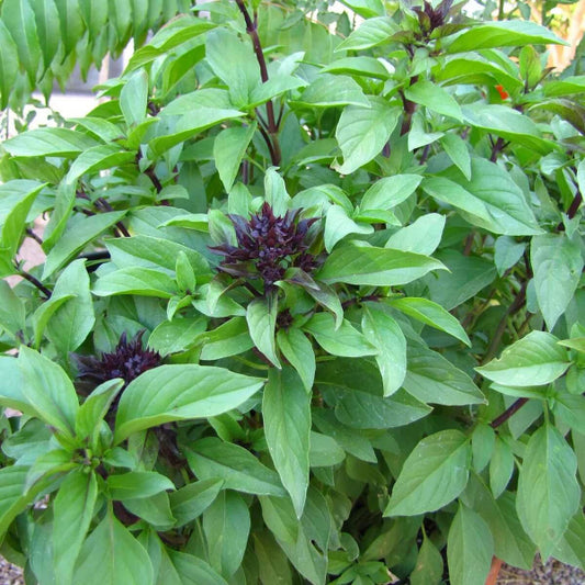 Thai Basil Seeds - Herbal Plant