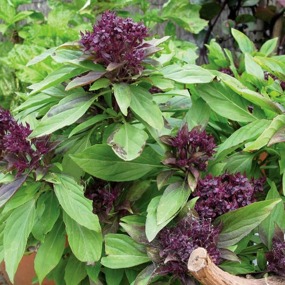 Thai Basil Seeds - Herbal Plant