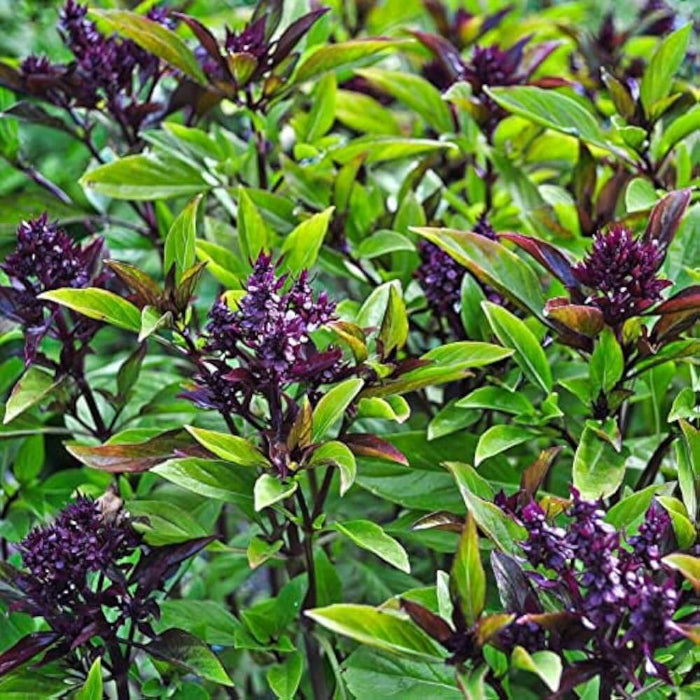 Thai Basil Seeds - Herbal Plant