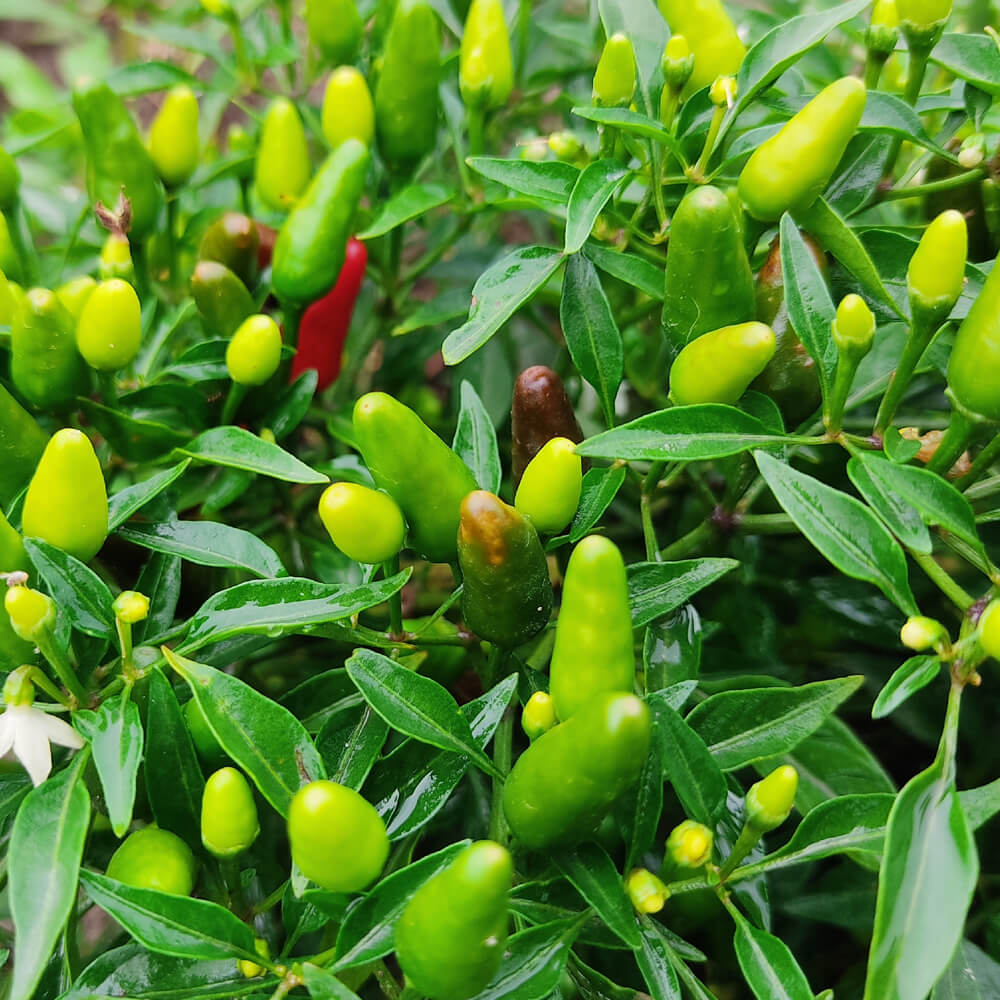 Thai Chili Pepper Seeds - Vegetable Plant