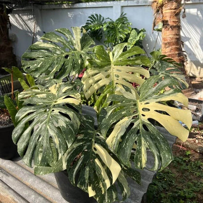 Thai Constellation Monstera seeds - Flower Plant