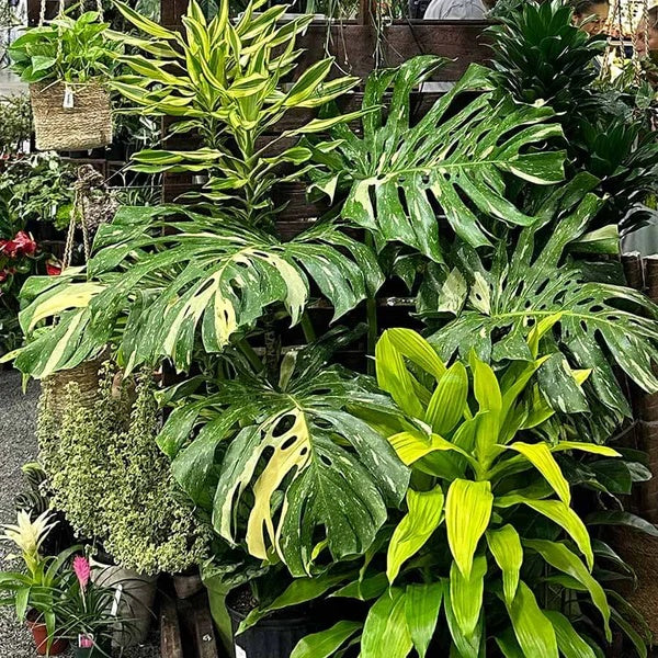 Thai Constellation Monstera seeds - Flower Plant