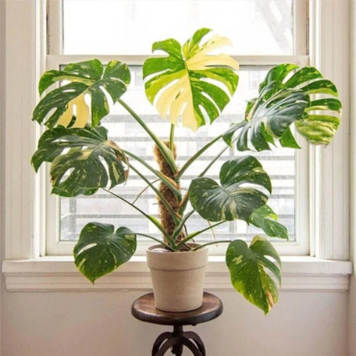 Thai Constellation Monstera seeds - Flower Plant