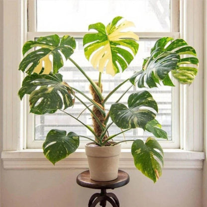 Thai Constellation Monstera seeds - Flower Plant