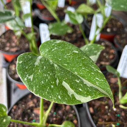Thai Constellation Variegated Monstera Seeds 