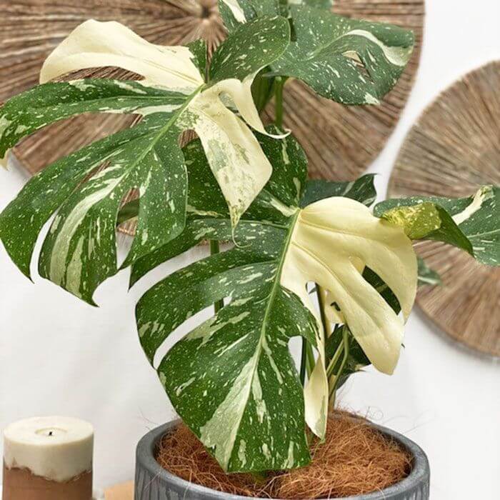 Thai Constellation Variegated Monstera Seeds 