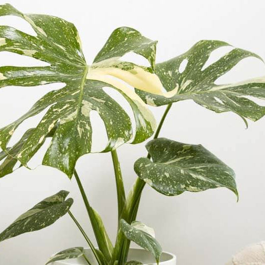 Thai Constellation Variegated Monstera Seeds 
