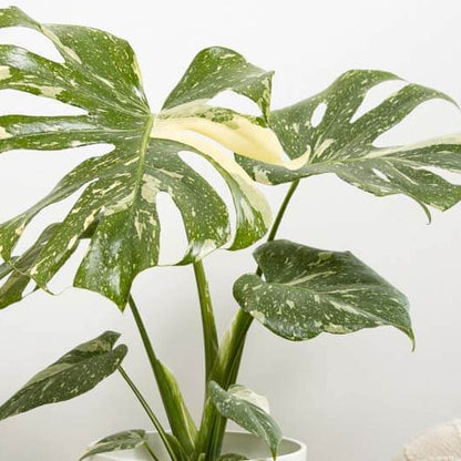 Thai Constellation Variegated Monstera Seeds 