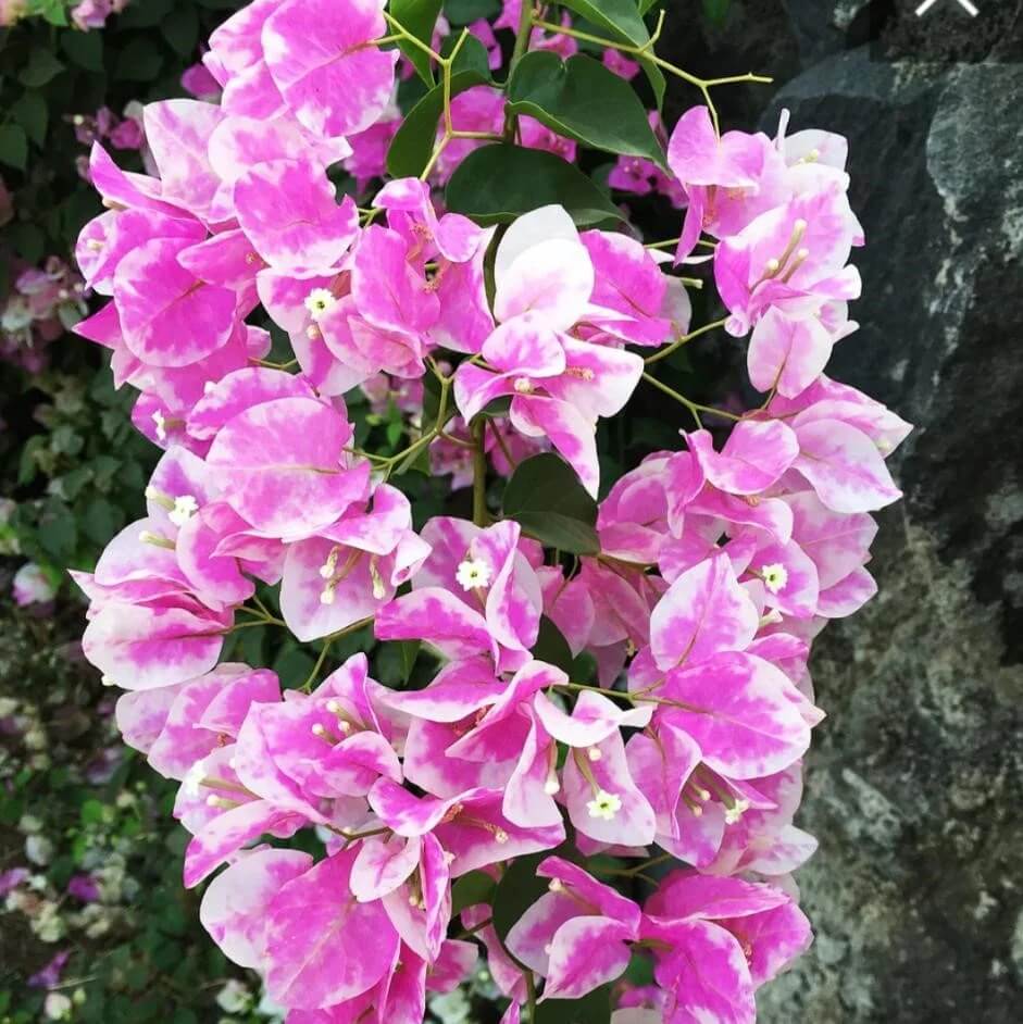 Thai Delight Bougainvillea Seeds
