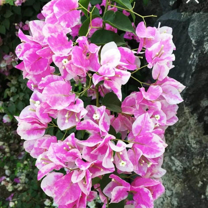Thai Delight Bougainvillea Seeds