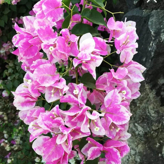 Thai Delight Bougainvillea Seeds