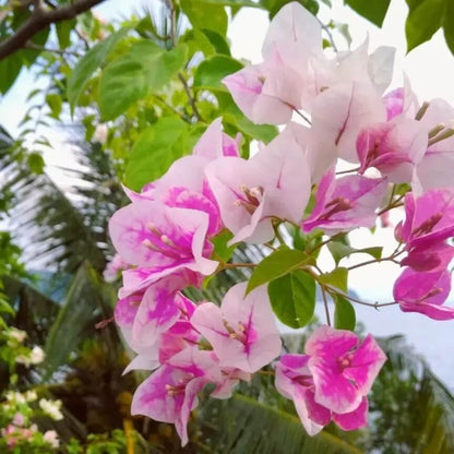 Thai Delight Bougainvillea Seeds