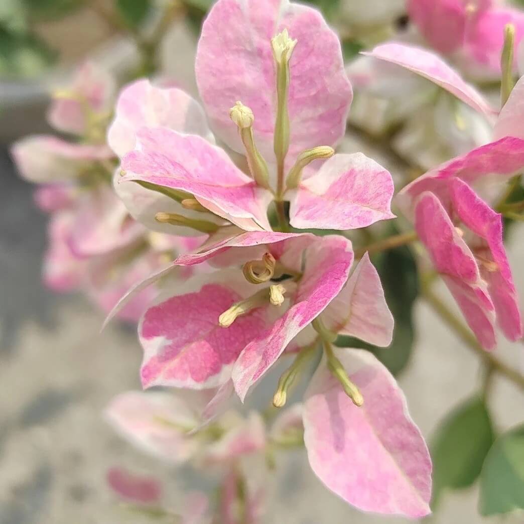 Thai Delight Bougainvillea Seeds