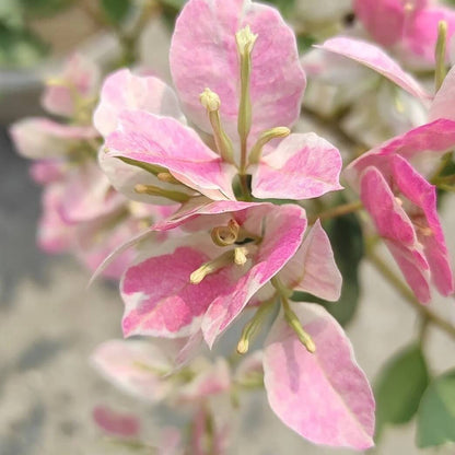 Thai Delight Bougainvillea Seeds