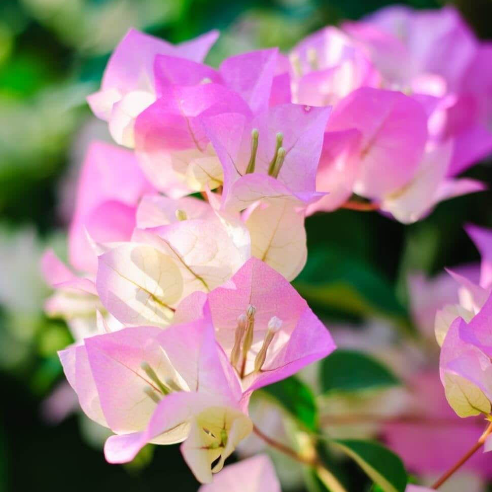 Thai Delight Bougainvillea Seeds