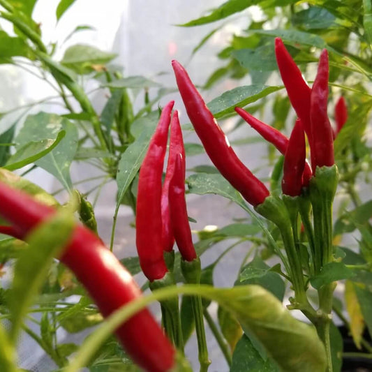 Thai Dragon Pepper Seeds - Vegetable Plant