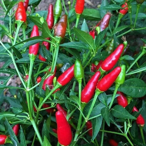 Thai Dragon Pepper Seeds - Vegetable Plant