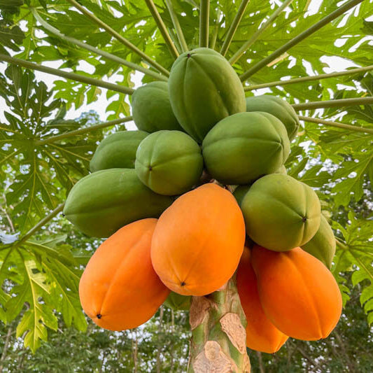 Thai Dwarf Papaya Seeds
