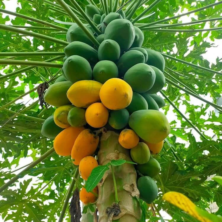 Thai Dwarf Papaya Seeds