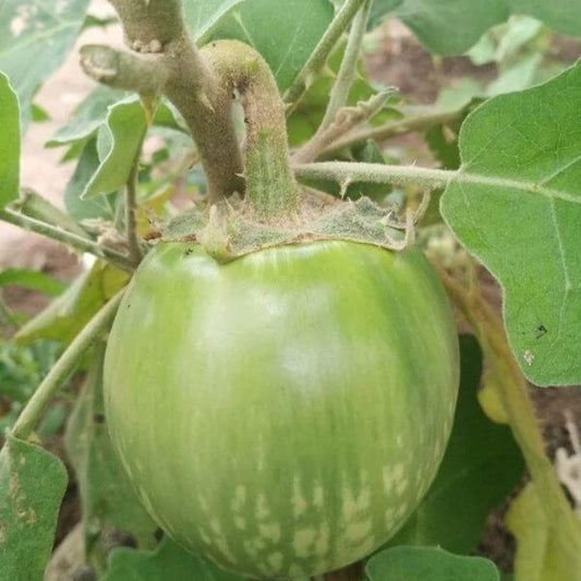 Thai Green Eggplant Seeds - Heirloom Vegetable Plant for Home Gardens