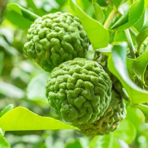 Thailand Kaffir Lime Seeds