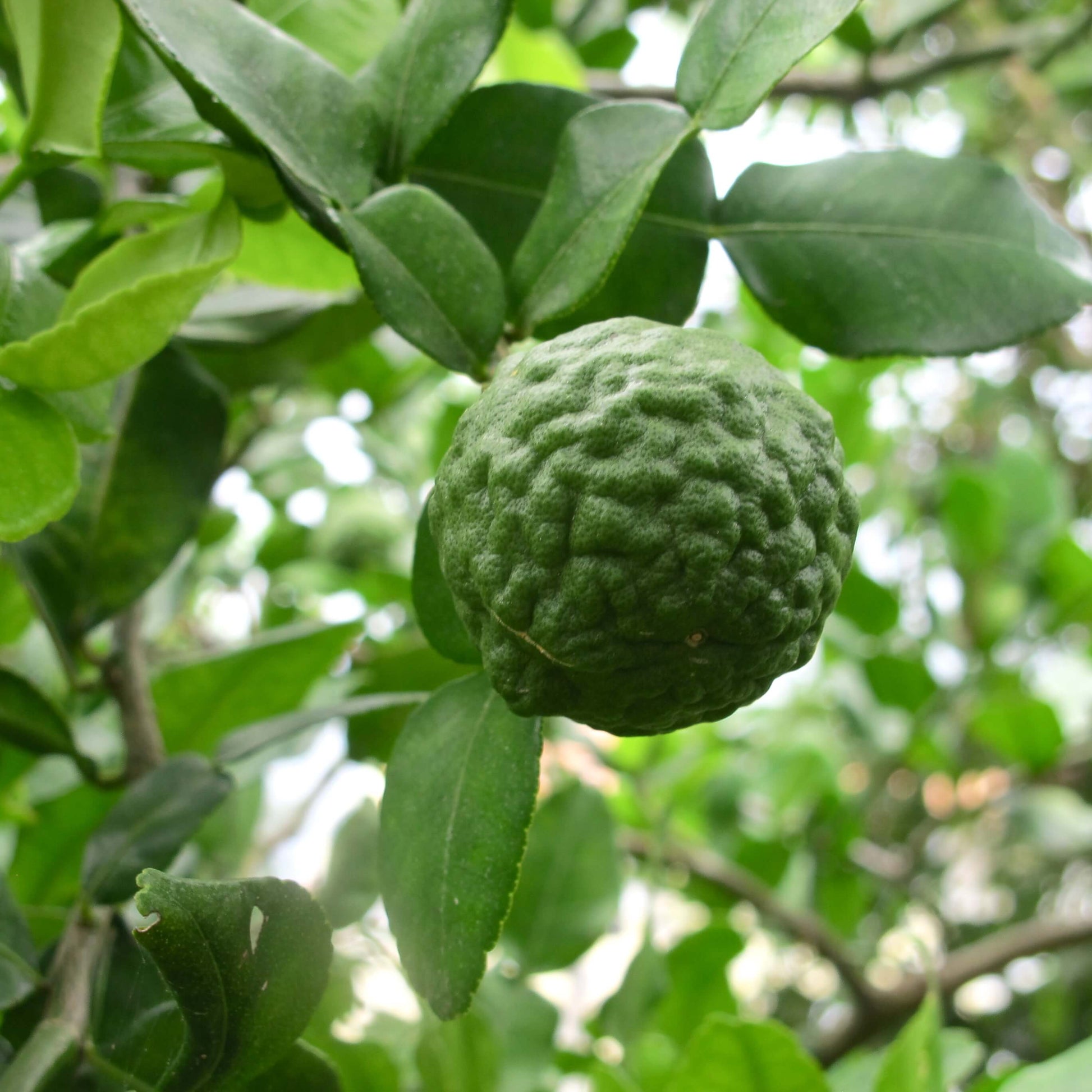 Thailand Kaffir Lime Seeds