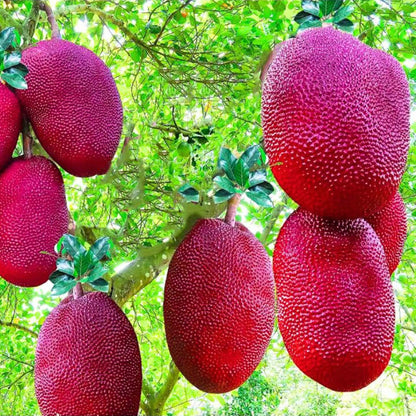 Thailand Pink Jackfruit Seeds