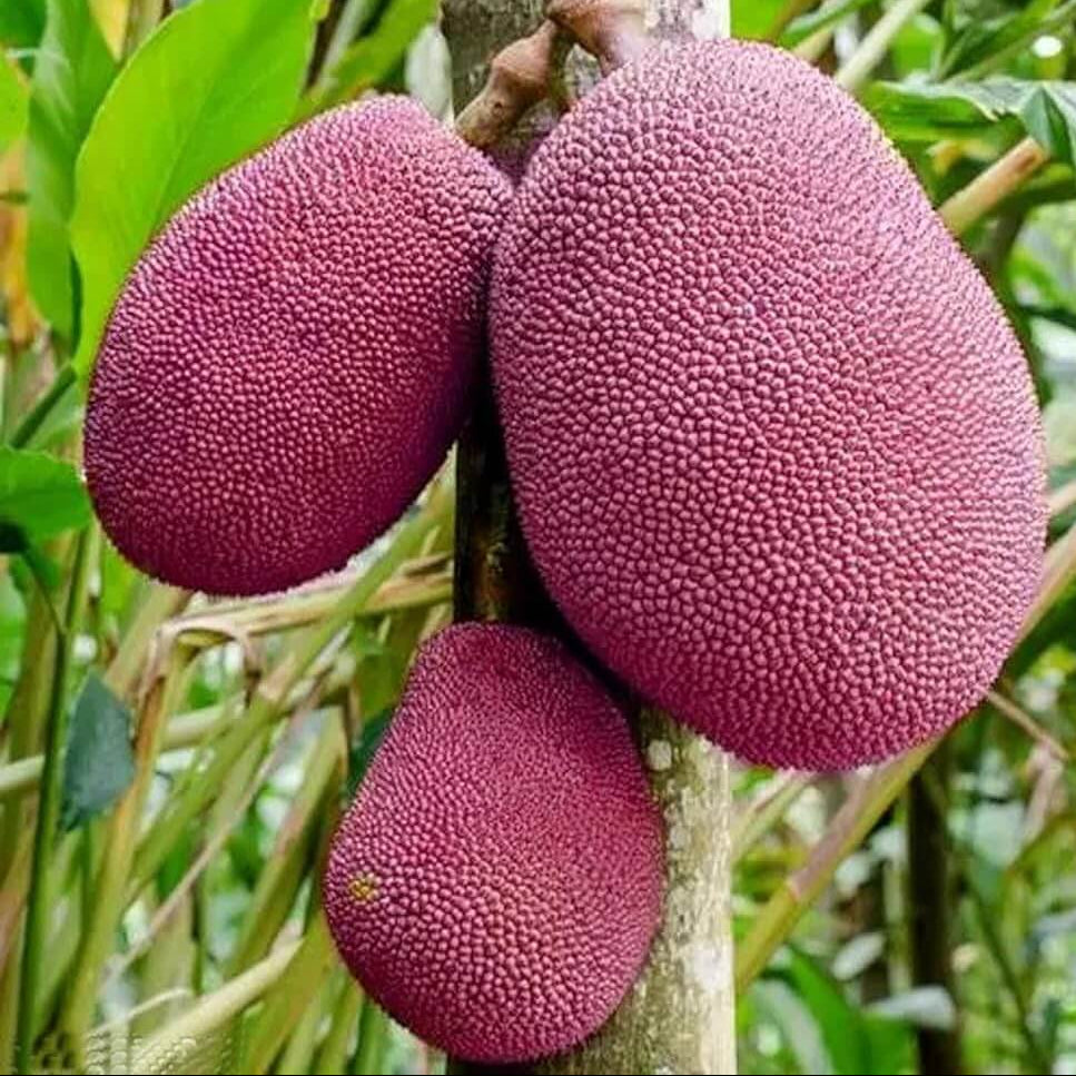 Thailand Pink Jackfruit Seeds
