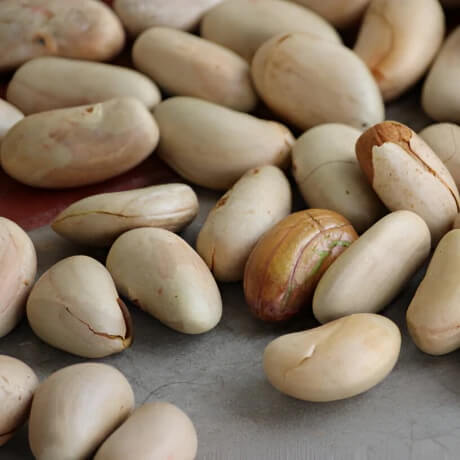 Thailand Pink Jackfruit Seeds