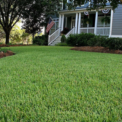 Thick Green Lawn Seeds 