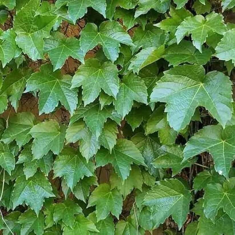 Thick Green parthenocissus tricuspidata seeds