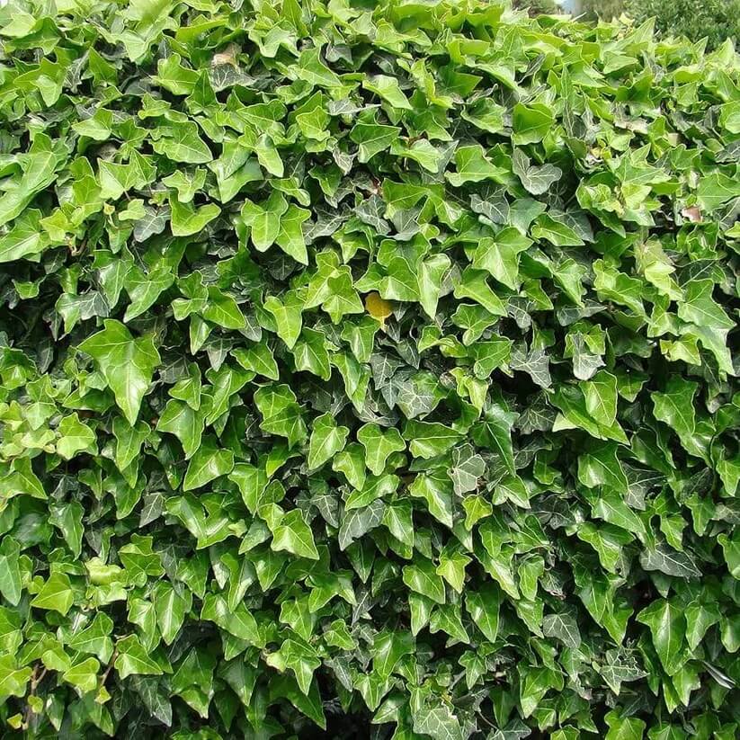 Thick Green parthenocissus tricuspidata seeds
