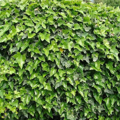 Thick Green parthenocissus tricuspidata seeds