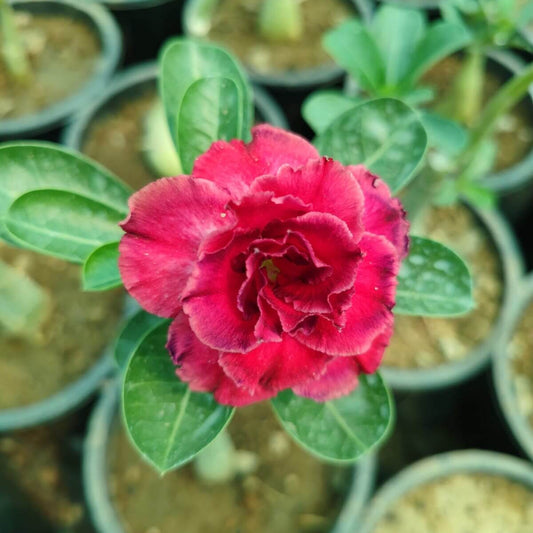 Thick Pink Desert Rose Seeds - Flower Plant