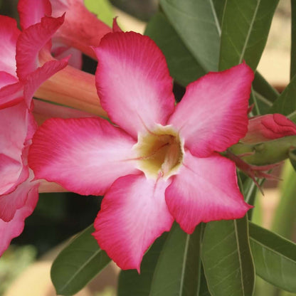 Thick Pink Desert Rose Seeds - Flower Plant