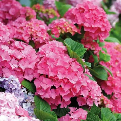 Thick Pink Hydrangea Seeds - Flower Plant